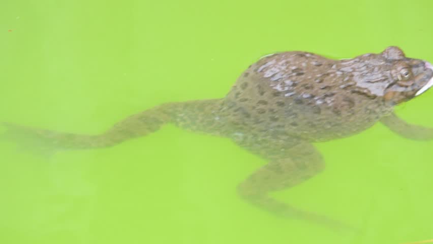 Rice Frog, Indian cricket frog, Boie