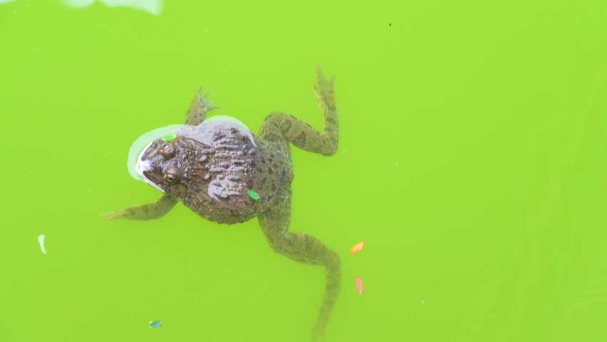 Rice Frog, Indian cricket frog, Boie