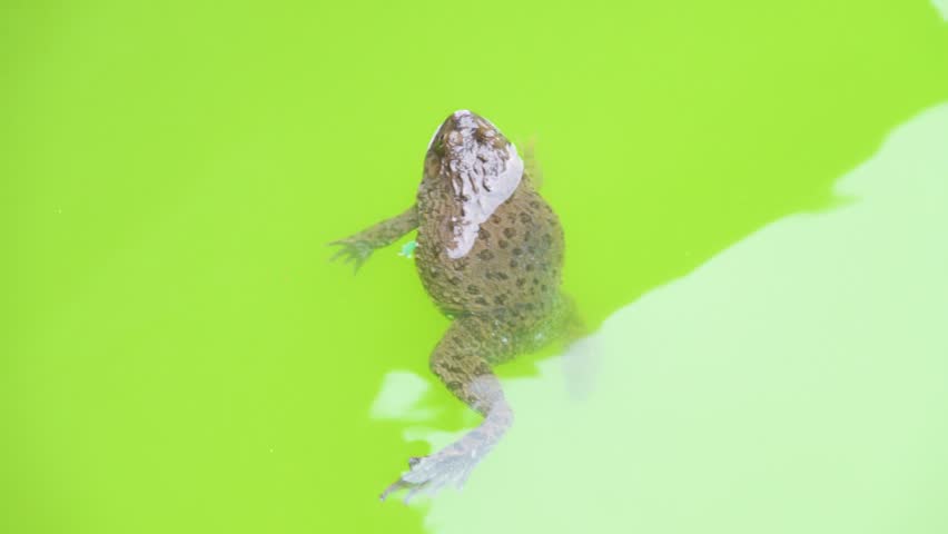Rice Frog, Indian cricket frog, Boie