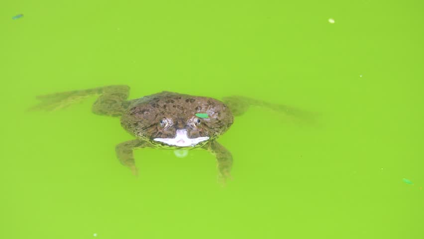 Rice Frog, Indian cricket frog, Boie