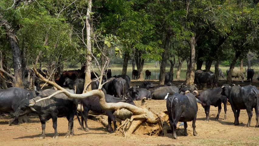 A serene and peaceful scene depicting a herd of buffaloes gracefully moving through a lush forest, with a calm and tranquil pond reflecting the surrounding nature