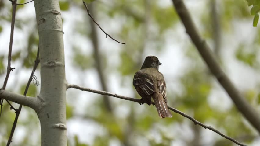 Small brown bird perched on a branch looking around with blurred forest background