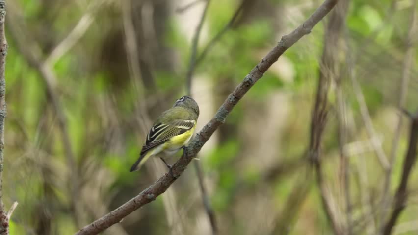 Blue headed vireo bird perched on a swaying branch with blurred forest background