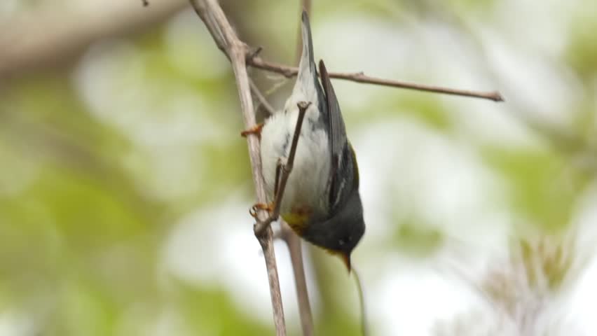 Northern parula bird perched upside down on a twig with blurred green background