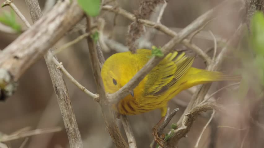 Yellow warbler bird searching for a perch among dry branches in the thicket