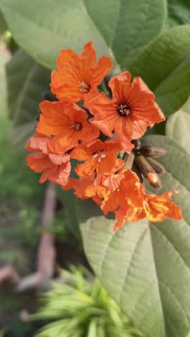 A cluster of bright orange flowers blooms against large green leaves, captured in natural sunlight, highlighting rich texture, vivid color contrast, and the beauty of tropical flowering plants.