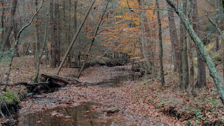 Water trickles along Davis Creek under autumn colors at Kanawha State Forest near Charleston, W.Va., (Video by Jay Wiberg)