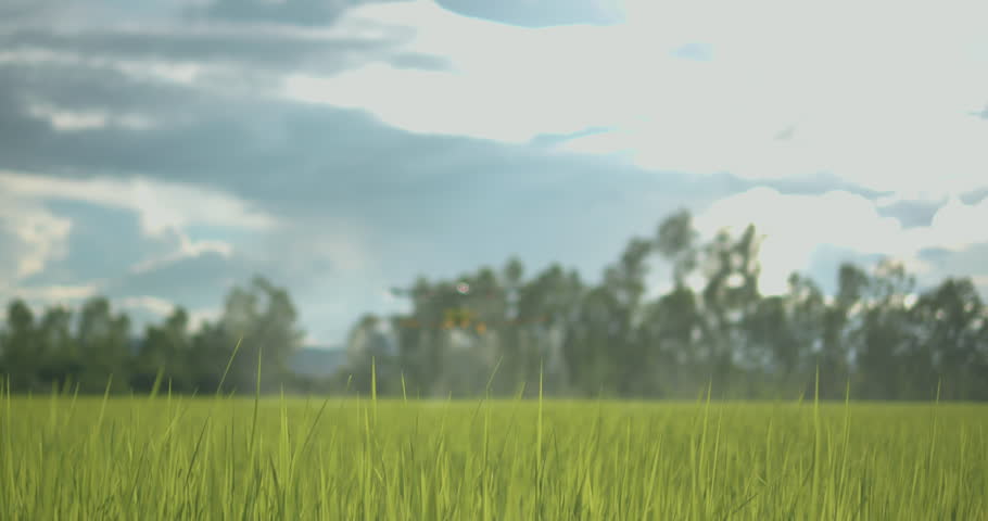 Agriculture drone flying over green rice paddy field spraying water, pesticides, fertilizers, chemicals and other inputs liquid, smart farming technology