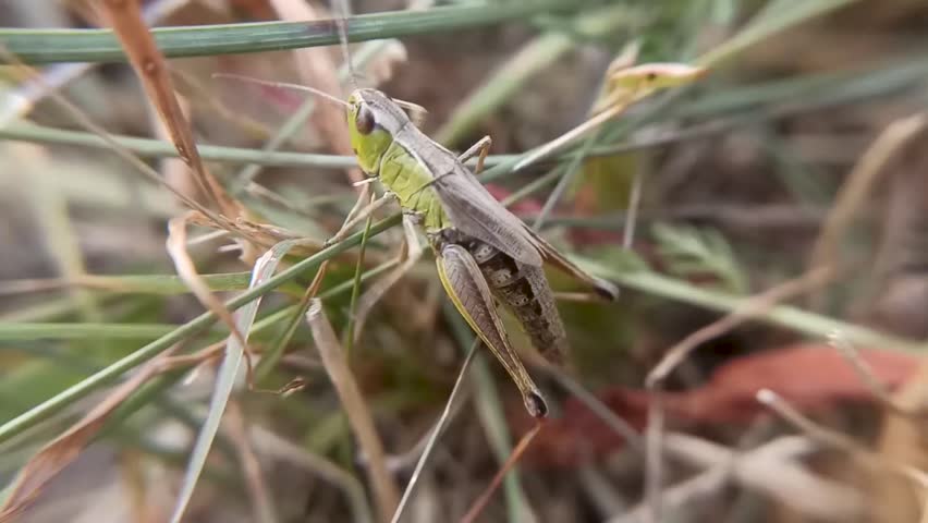 A grasshopper in the grass.