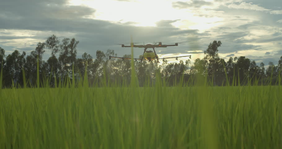 Agriculture drone flying over green rice paddy field spraying water, pesticides, fertilizers, chemicals and other inputs liquid, smart farming technology