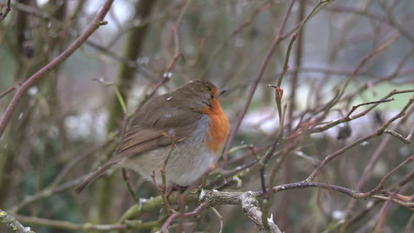 European Robin (Erithacus rubecula) in the snow in winter. January, Kent, UK [Half speed]
