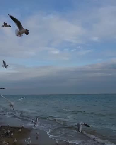 Seagulls flying over the seashore