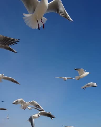 Seagulls flying over the sea