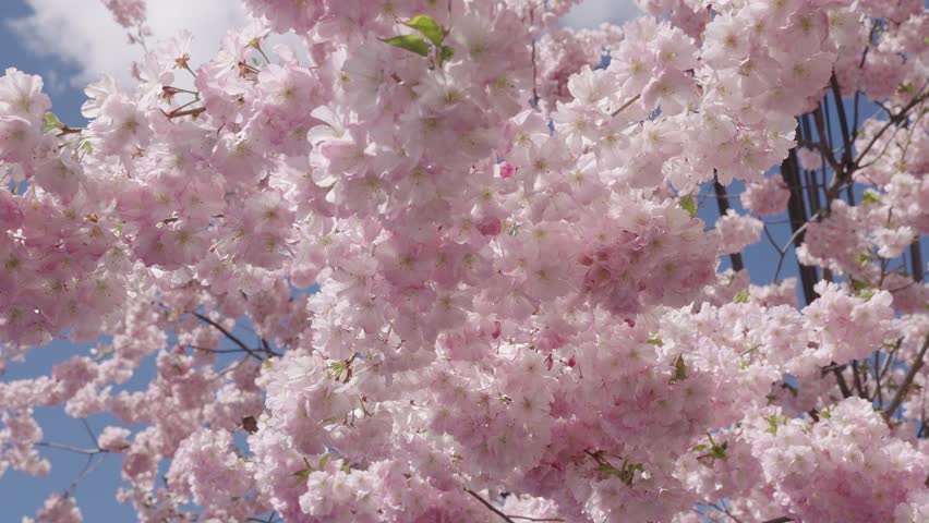 Spring nature. Sakura with blooming flower. Blossom spring season. Japanese cherry. Sakura blossom. Spring Sakura flower on cherry tree. Sakura flower in bloom in spring. Cherry blossom pink flower