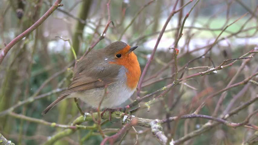 European Robin (Erithacus rubecula) in the snow in winter. January, Kent, UK [Half speed]