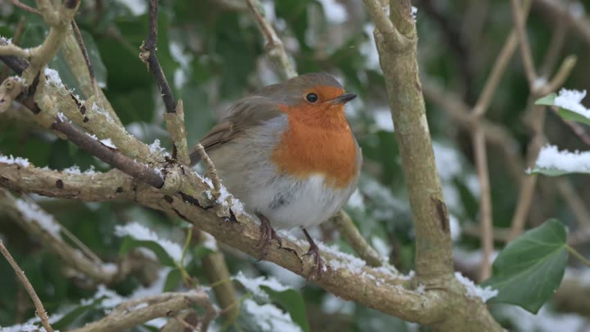 European Robin (Erithacus rubecula) in the snow in winter. January, Kent, UK [Half speed]