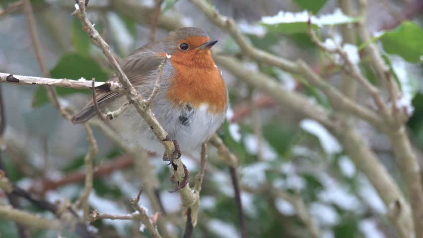 European Robin (Erithacus rubecula) in the snow in winter. January, Kent, UK [Half speed]