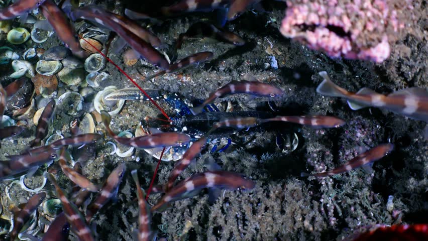 High-resolution 4K underwater footage of a large European Lobster (Homarus gammarus) sheltering in a rocky seabed crevice. The crustacean is surrounded by a school of Pouting or Bib fish (Trisopterus luscus) and scattered scallop shells. Marine life in natural habitat