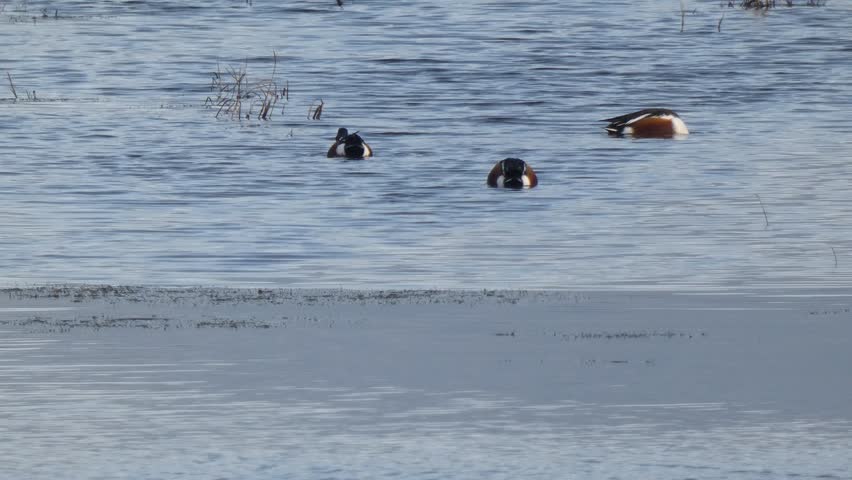 Northern Shoveler duck males feed together on open water