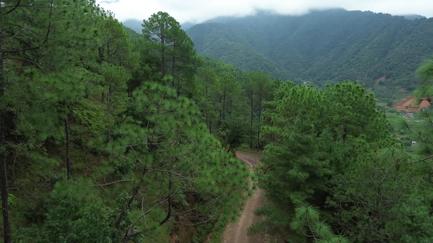 Aerial Drone View of a Scenic Road Lined with Pine Trees