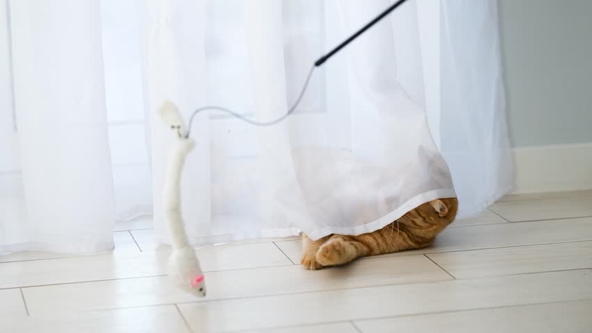 Ginger tabby cat play with tulle and toy at home with white interior. Healthy joyful active cat. Pets care. Red cat for advertisement. Cat`s game and leisure. Feline adventure.