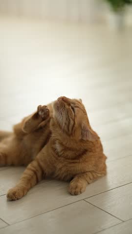 Ginger tabby cat scratching itself at home with light interior. Allergies or fleas pets.