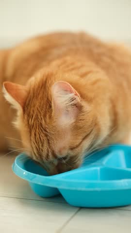 Ginger tabby cat eat feline food from blue dish at home with white interior. Healthy nutrition for pets. Cats care. Red cat for advertisement. Balanced food. Feline diet.