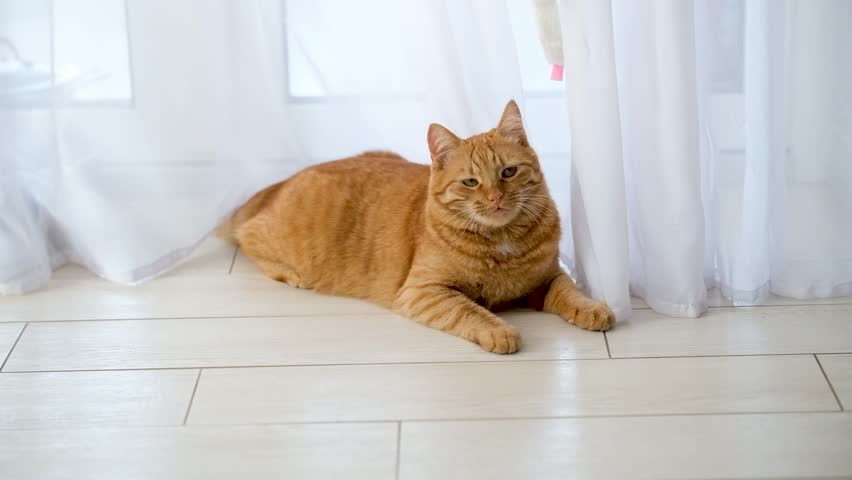 Ginger tabby cat play with tulle and toy at home with white interior. Healthy joyful active cat. Pets care. Red cat for advertisement. Cat`s game and leisure. Feline adventure.