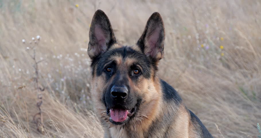Purebred German Shepherd Dog Resting in Dry Grass Near the Road. Autumn Mood with Domestic Animal Playing Outdoors and Staring to the Camera