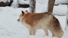 A red fox with an unusual fur pattern stands in the snow during winter. The animal has a distinctive mix of white, beige, and reddish brown fur, contrasting clearly against the snowy landscape. - Powered by Shutterstock - Get 15% off with code: PIKWIZARD15