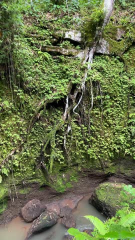 Ancient Forest Scene, Mystical Woodland With Lush Growth, Primeval Landscape Featuring Mossy Cliffs And Waterfalls, Enigmatic Natural Setting With Towering Trees And Vibrant Plant Life
