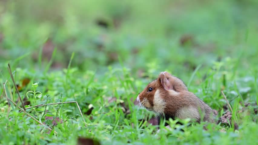 A European Hamster Cricetus cricetus stands in natural habitat, alert and watchful. Slow motion Close up.