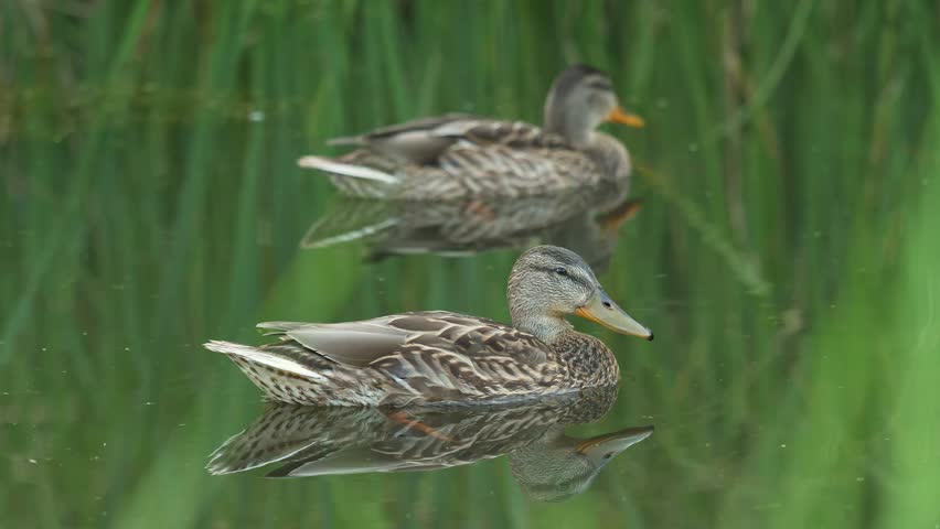 Two mallard ducks swimming among reeds on calm pond