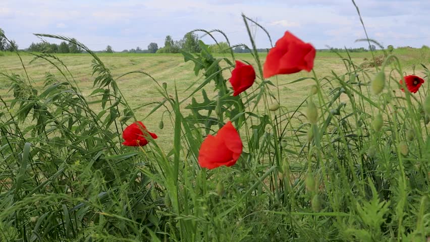Red poppy flowers growing on the edge of a freshly mowed agricultural field in rural countryside. Natural summer landscape with farmland, green grass, blue sky and peaceful atmosphere. Concept of agriculture, nature and rural life.