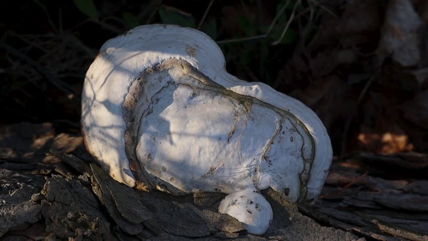 Large white bracket fungus growing on tree trunk in forest. Close-up of wild polypore mushroom with textured surface, natural light and dark background. Forest ecology, fungi and nature concept.