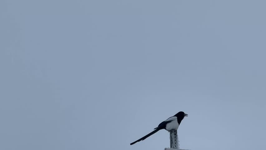 Small Bird Perched on Pole in Winter