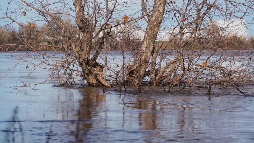 trees stand partially submerged in the flooded Sacramento River