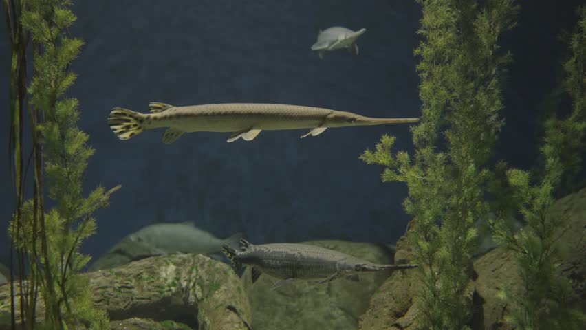 This video shows an underwater view of a Longnose Gar fish (Lepisosteus osseus).