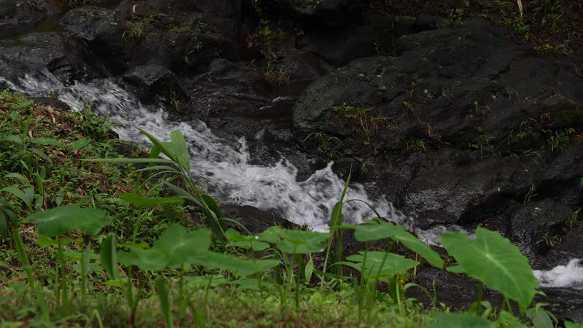 Tropical stream flowing over rocks in lush forest, vibrant green foliage and natural whitewater