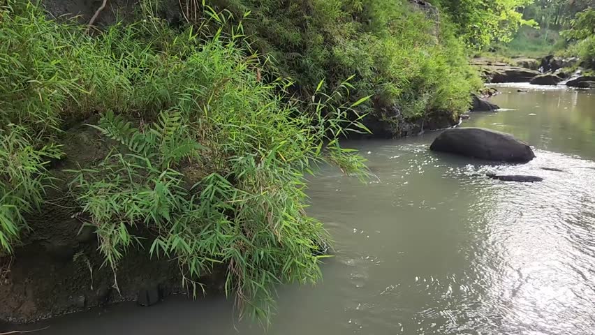 Bamboo riverside, calm waterway, boulder, bright afternoon. Tropical creek view, leafy bushes, serene channel, sunlight. Quiet river scene, green thicket, smooth rock, warm day. Natural stream landscape, lush bamboo, gentle flow, noon. Peaceful waterscape, riverside plants, calm current, daylight