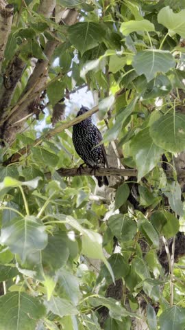 The common starling in the tree