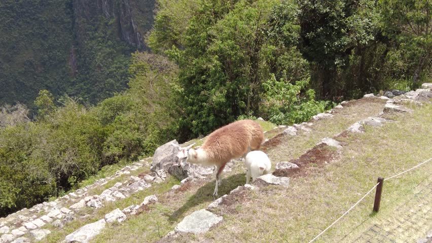 Alpaca mother feeding her baby Alpaca
