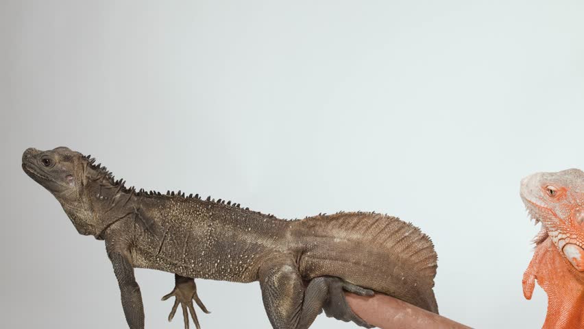 A brown sailfin lizard and red iguana sit on a branch against a white background