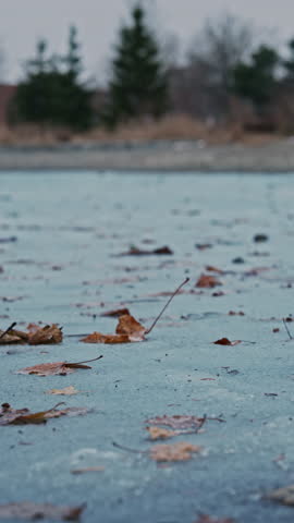 Last fallen autumn leaves resting on a frozen pond surface, illustrating the transition from autumn to winter in a calm natural park setting, Lateral movement. Vertical format.