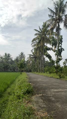 A refreshing view of a young Asian Indonesian man cycling on a scenic village road lined with coconut trees on a beautiful morning in Klaten, Central Java, Indonesia.