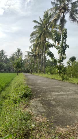 A refreshing view of a young Asian Indonesian man cycling on a scenic village road lined with coconut trees on a beautiful morning in Klaten, Central Java, Indonesia.