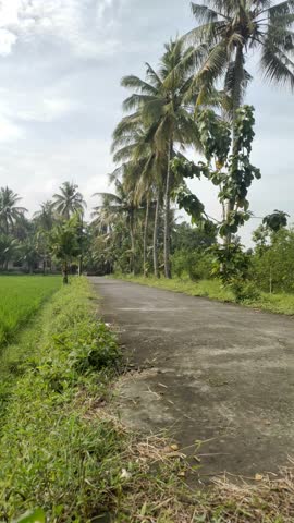 A refreshing view of a young Asian Indonesian man cycling on a scenic village road lined with coconut trees on a beautiful morning in Klaten, Central Java, Indonesia.