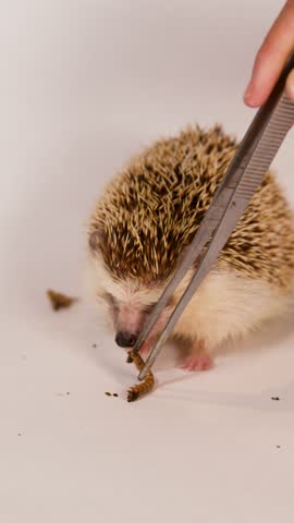 A pet African pygmy hedgehog eats a mealworm larva offered by tweezers against white background