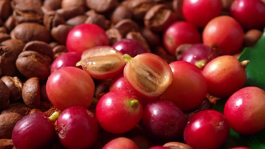 ripe of coffee beans and roasted coffee beans.	