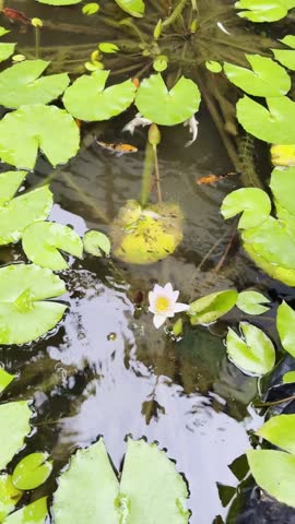 Peaceful close up footage of colorful koi fish swimming slowly among lotus leaves in a clear garden pond. A relaxing nature scene with gentle water movement and a tranquil atmosphere.